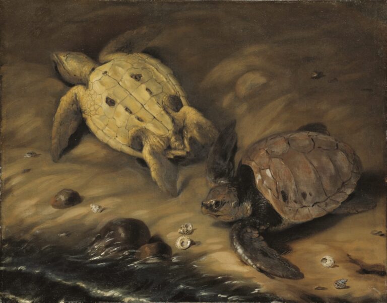 Tva skoldpaddor David Klocker Ehrenstrahl Nationalmuseum 77450 scaled