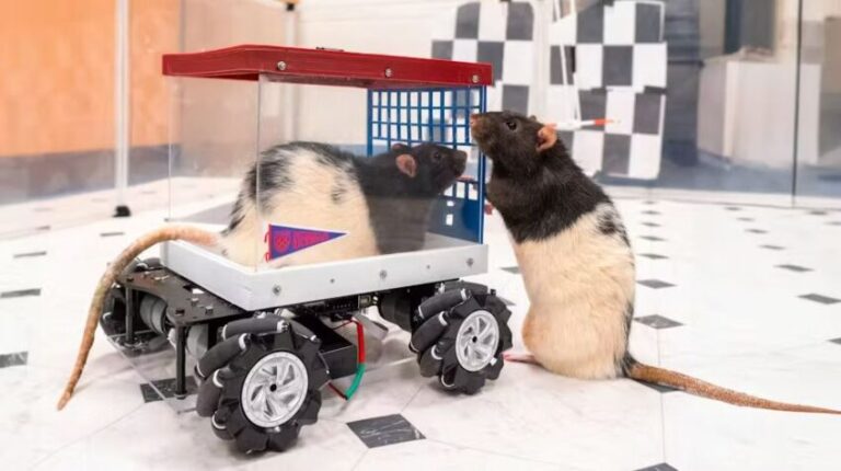 rats in cars scaled